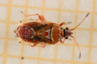 Kleidocerys ericae