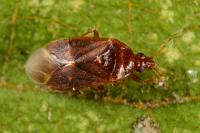 Cardiastethus fasciiventris