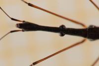 Hydrometra stagnorum