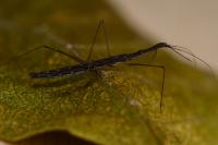 Hydrometra stagnorum