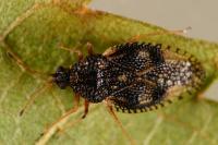 Dictyla humuli