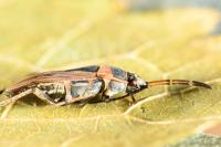 Xanthochilus quadratus