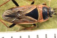 Xanthochilus quadratus