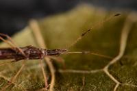 Berytinus hirticornis