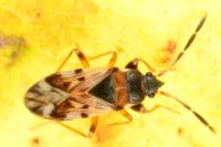 Scolopostethus decoratus