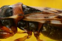 Scolopostethus decoratus