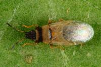 Oxycarenus pallens