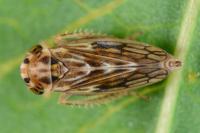 Agallia consobrina