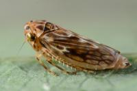 Agallia consobrina