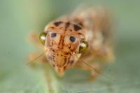 Agallia consobrina