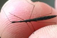 Hydrometra stagnorum