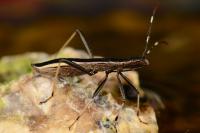 Micrelytra fossularum