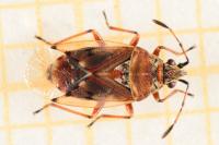 Kleidocerys ericae