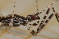 Empicoris rubromaculatus