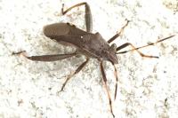 Camptopus lateralis