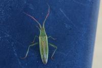 Stenodema calcarata