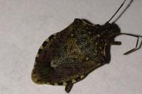 Halyomorpha halys