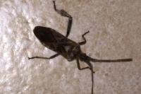 Leptoglossus occidentalis