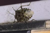 Rhaphigaster nebulosa