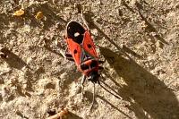 Melanocoryphus albomaculatus