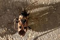 Rhyparochromus vulgaris