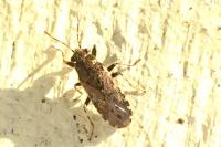 Heterogaster urticae