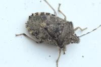 Rhaphigaster nebulosa