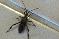 Leptoglossus occidentalis