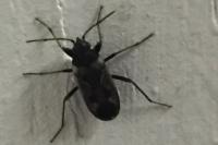 Rhyparochromus vulgaris