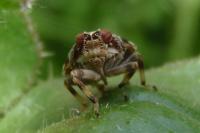 Issus coleoptratus