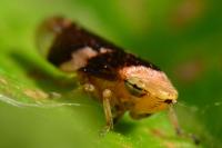 Philaenus spumarius