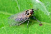Hyalesthes obsoletus