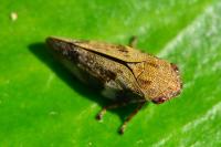 Aphrophora alni