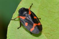 Cercopis intermedia