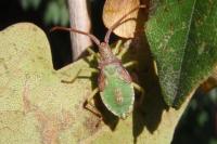 Gonocerus acuteangulatus