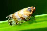 Tachycixius venustulus