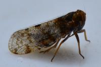 Tachycixius pilosus