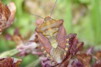 Carpocoris purpureipennis