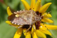 Dolycoris baccarum