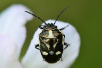 Eurydema oleracea