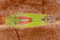 Zyginella pulchra