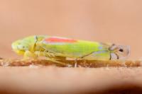 Zyginella pulchra