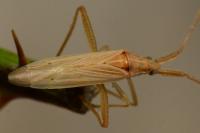 Stenodema laevigata