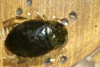 Ilyocoris cimicoides