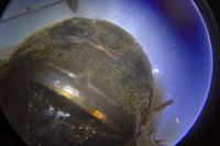 Ilyocoris cimicoides