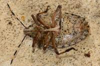 Rhaphigaster nebulosa