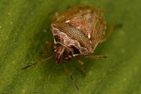 Eysarcoris ventralis