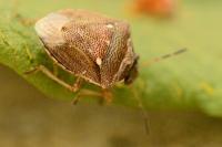 Eysarcoris ventralis