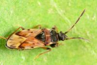 Scolopostethus decoratus