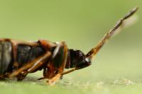 Scolopostethus decoratus